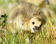 Gosling-231.jpg