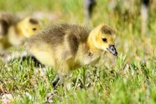 Gosling-234.jpg