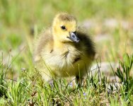 Gosling-235.jpg