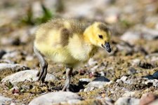 Gosling-236.jpg