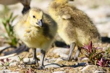 Gosling-237.jpg