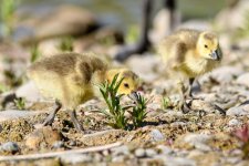 Gosling-238.jpg