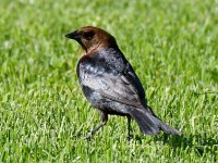 Cowbird.jpg