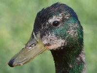 Ducks5.jpg