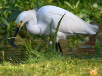 Egret3.jpg