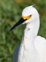 Egret6.jpg