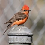 VermilianFlycatcher3.jpg