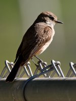 VermilianFlycatcher9.jpg