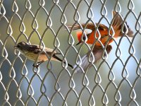VermilianFlycatcher5.jpg