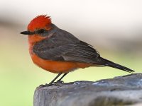 VermilianFlycatcher10.jpg