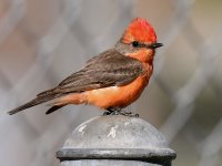 VermilianFlycatcher4.jpg