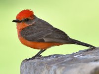 VermilianFlycatcher14.jpg