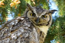 EstesOwl-200.jpg