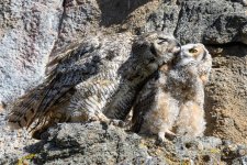 EstesOwl-234.jpg