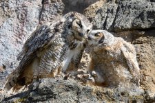 EstesOwl-236.jpg
