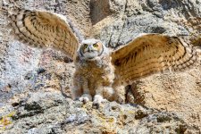 EstesOwl-201.jpg