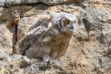 EstesOwl-202.jpg