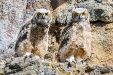 EstesOwl-208.jpg
