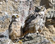 EstesOwl-203.jpg