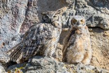 EstesOwl-206.jpg