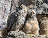 EstesOwl-235.jpg