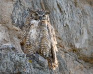 EstesOwl-237.jpg