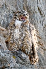 EstesOwl-238.jpg