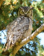 EstesOwl-233.jpg