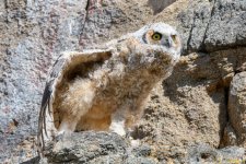 EstesOwl-232.jpg