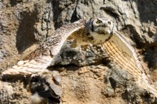 EstesOwl-207.jpg