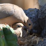 Doves4.jpg