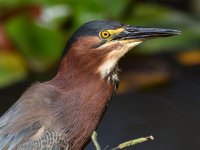 GreenHeron5.jpg