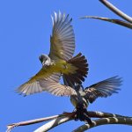Kingbird2.jpg