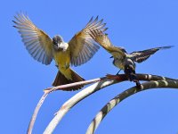 Kingbird3.jpg
