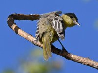 Oriole.jpg