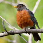 Robin6.jpg