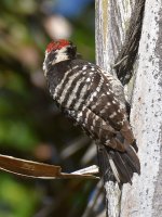 Woodpecker.jpg