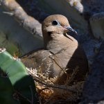 Doves8.jpg
