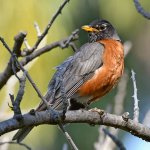 Robin2.jpg
