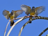 Kingbird12.jpg