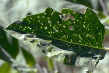 6-14-17-cr__D7K7224.jpg