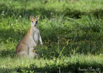 DSC_9170.jpg