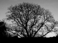 Tree.jpg