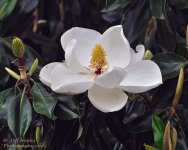 _DSC8882-987952262-O.jpg