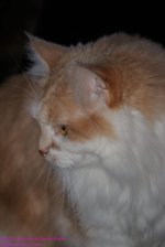 073 Creature-130314_01.jpg