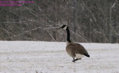 074 Goose-130315-01-Cropped_01.jpg