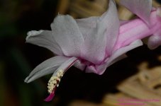 074 Cactus-130315-02_01.jpg