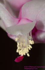 074 Xmas Cactus-130315-01-Cropped_01.jpg