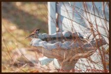 Bird in Bird Bath.jpg