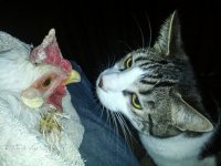 20130316-Kitten and Avery.jpg